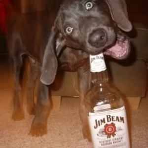 drunk dog
