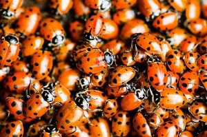 ladybugs ladybugs